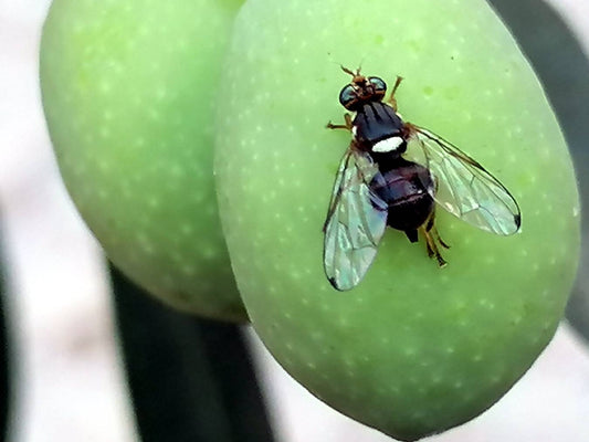 La trappola biologica più efficace contro la mosca dell’olivo